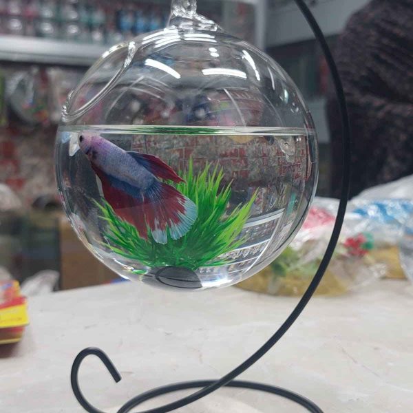 Hanging Aquarium